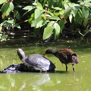 Red-eared slider and wild juvenile Moorhen