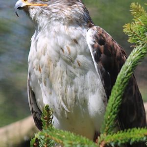 Furruginous hawk