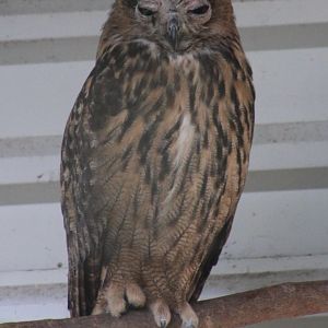 Eurasian eagle-owl - juvenile with a bad-hair day