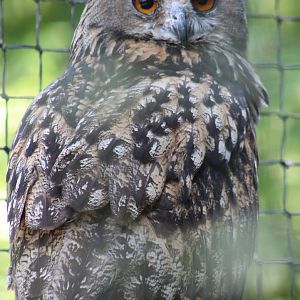 Eurasian eagle-owl - adult