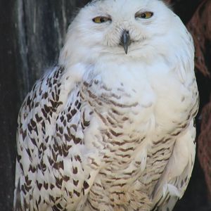 Snowy owl
