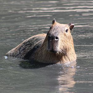 Capybara
