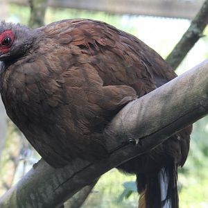Vietnam pheasant - female