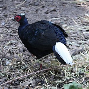 Vietnam pheasant - male