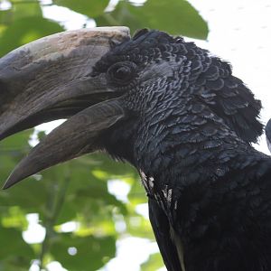 Eastern grey-cheeked hornbill - Bycanistes subcylindricus subquadratus