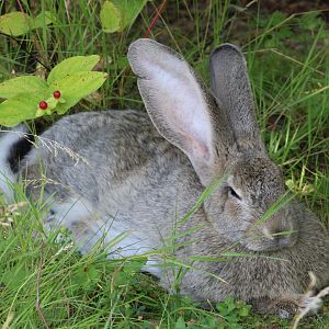 Free-ranging Rabbit