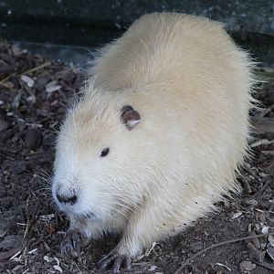 Nutria