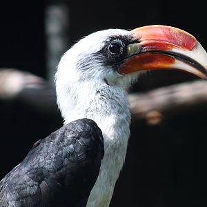Von der Decken's hornbill
