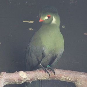 White-cheeked touraco
