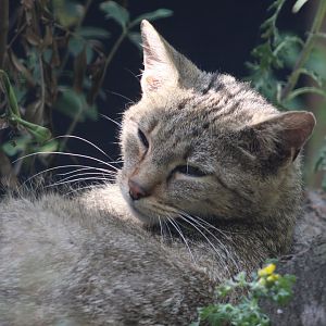 European wildcat