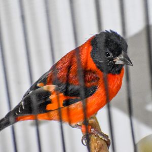 Red Siskin