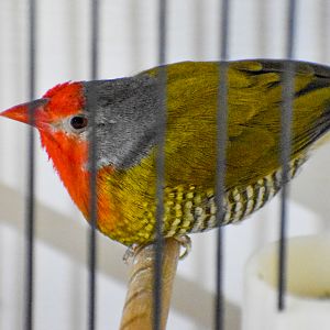 Melba Finch/Green-winged Pytilla