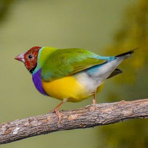 Gouldian Finch
