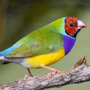 Gouldian Finch