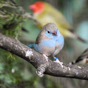 Red-cheeked Cordon-Bleu