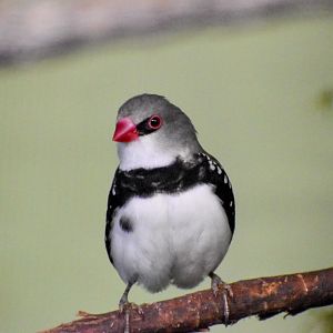 Diamond Firetail