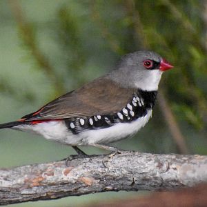 Diamond Firetail