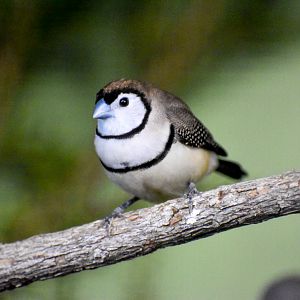 Double-barred Finch