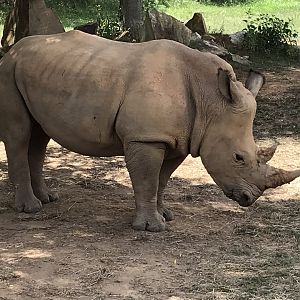 Southern White Rhinoceros
