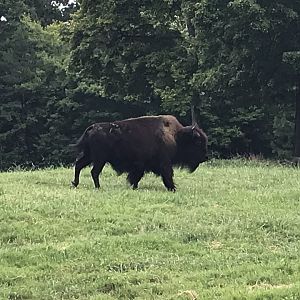 American Bison