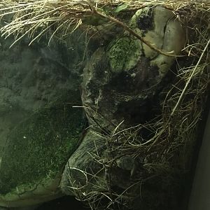 Alligator Snapping Turtle