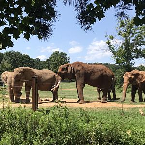 Behind the Scenes: Female Elephants and C'Sar