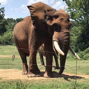 Behind the Scenes: C'Sar