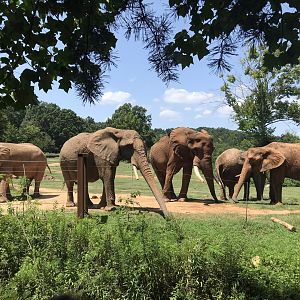 Behind the Scenes: Female Elephants and C'Sar