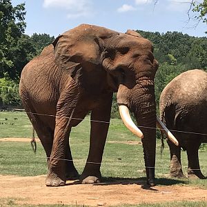 Behind the Scenes: C'Sar