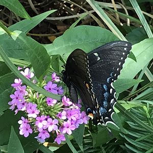 Dark Morph Eastern Tiger Swallowtail