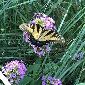 Eastern Tiger Swallowtail