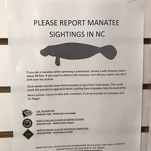 Manatee Flyer at Southport Ferry Terminal, NC