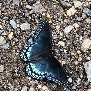 Red-spotted Purple (Limenitis arthemis astyanax)