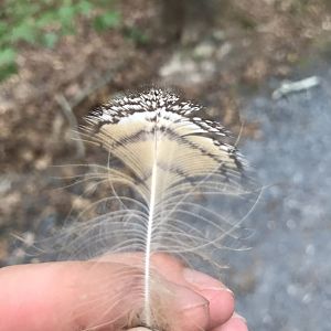 Feather ID? North Carolina