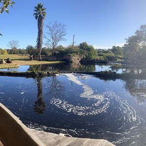 Hippopotamus Exhibit