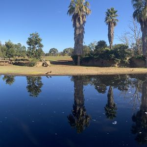 Hippopotamus Exhibit