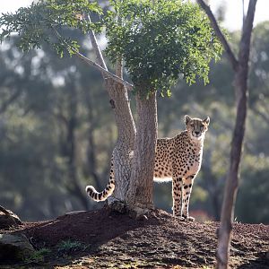 Cheetah 'Kulinda'
