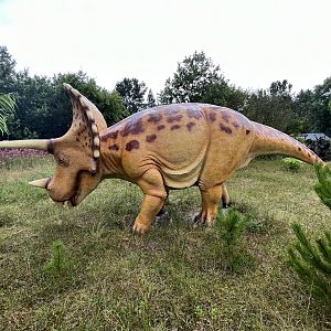 Triceratops