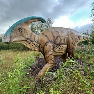 Parasaurolophus