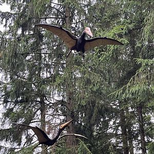 Pterodactyls