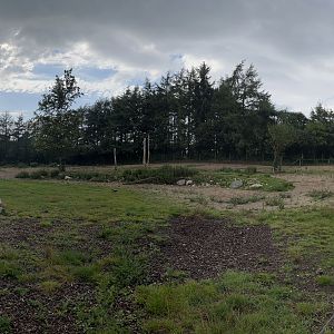 Bactrian Camel Exhibit
