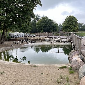 1.2 Acre Humboldt Penguin Exhibit