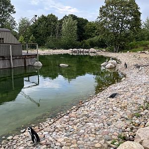 1.2 Acre Humboldt Penguin Exhibit