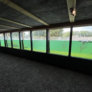 1.2 Acre Humboldt Penguin Exhibit