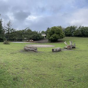 Przewalski’s Horse Exhibit