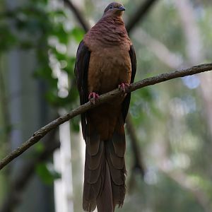 Brown Pigeon