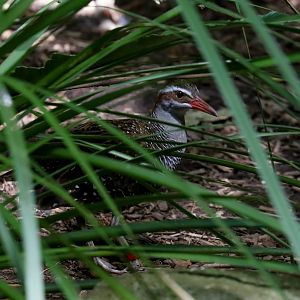 Buff-banded Rail