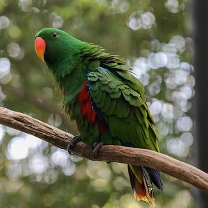 Eclectus Parrot