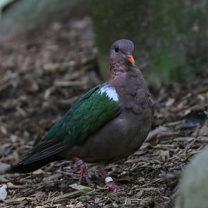 Emerald Dove