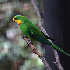 Superb Parrot